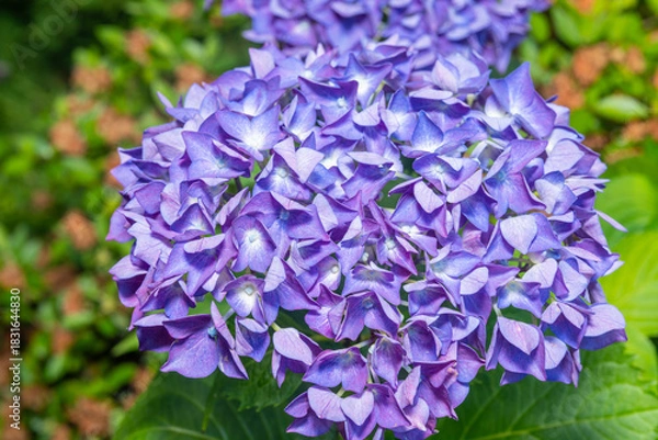 Obraz Hydrangea Bloom Close-Up