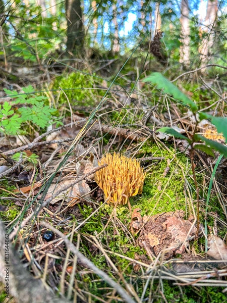 Obraz Ramaria stricta in Polish Forest
