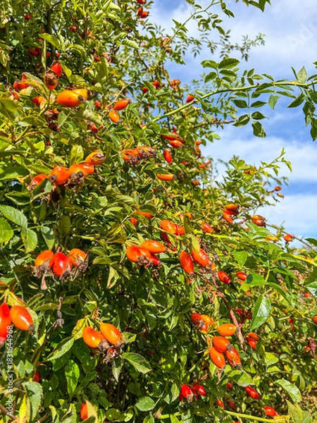 Obraz Abundance of Rose Hips