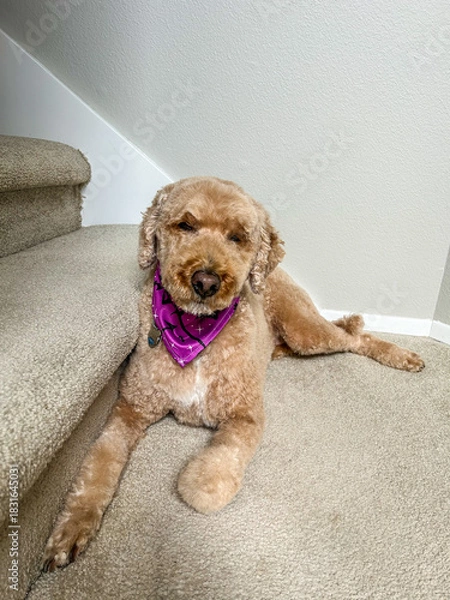 Obraz Dog resting on the stairs