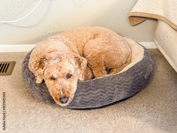 Obraz Dog Resting in Bed