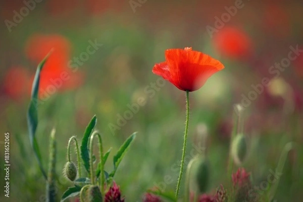 Fototapeta Summer nature - concept. Beautiful landscape with red poppy flowers and sunny day with blue sky.