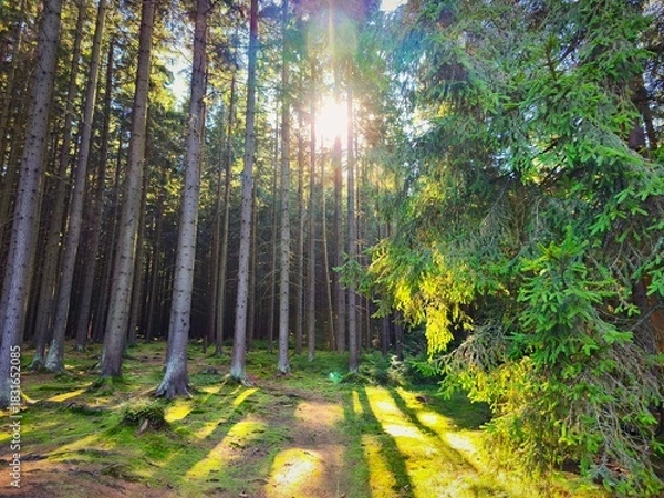 Fototapeta Beautiful landscape with forest and sun. Green nature, concept for environment.