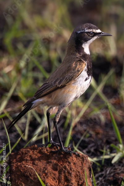 Obraz Capped Wheatear (Hoëveldskaapwagter) (Oenanthe pileate) in Rietvlei Nature Reserve, Pretoria, Gauteng, South Africa