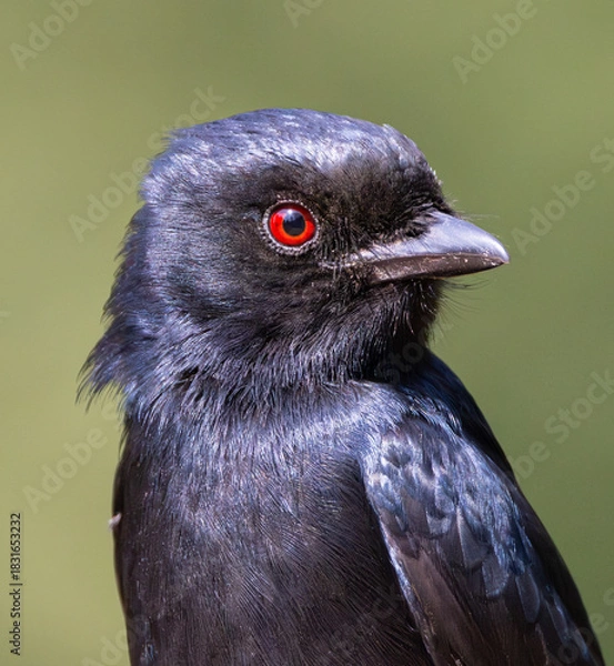 Obraz Close-up of a Fork-tailed Drongo (Mikstertbyvanger) (Dicrurus adsimilis) in Rietvlei Nature reserve, Pretoria, Gauteng, South Africa
