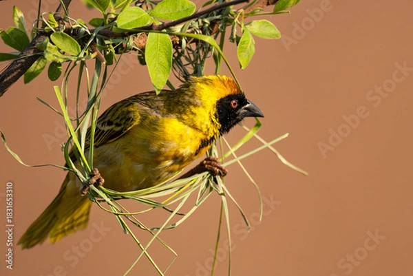 Obraz Male Southern Masked Weaver (Swartkeelgeelvink) (Ploceus velatus) building a nest in Rietvlei Nature Reserve, Pretoria, Gauteng, South Africa