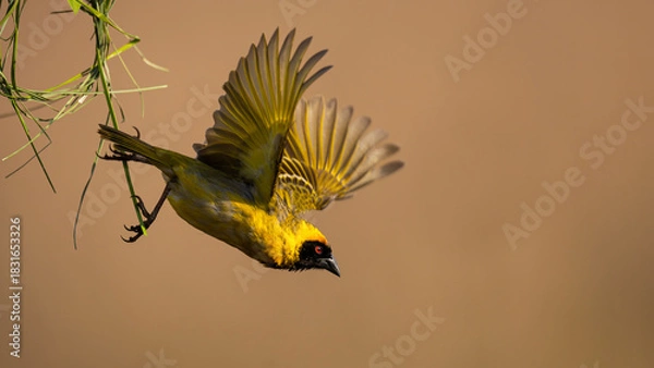 Obraz Male Southern Masked Weaver (Swartkeelgeelvink) (Ploceus velatus) building a nest in Rietvlei Nature Reserve, Pretoria, Gauteng, South Africa