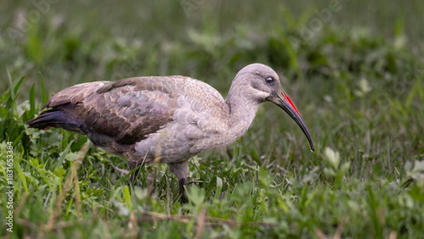 Obraz Breeding Hadeda Ibis (Hadeda) (Bostrychia hagedash) in Rietvlei Nature Reserve, Pretoria, Gauteng, South Africa