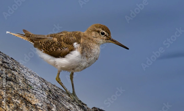 Obraz Common sandpiper (Gewone Ruiter) (Actitis hypoleucos) in Rietvlei Nature reserve, Pretoria, Gauteng, South Africa