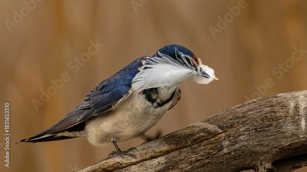 Obraz White-throated swallow (Witkeelswael) (Hirundo albigularis) with nesting material in its beak in Rietvlei Nature Reserve, Pretoria, Gauteng, South Africa