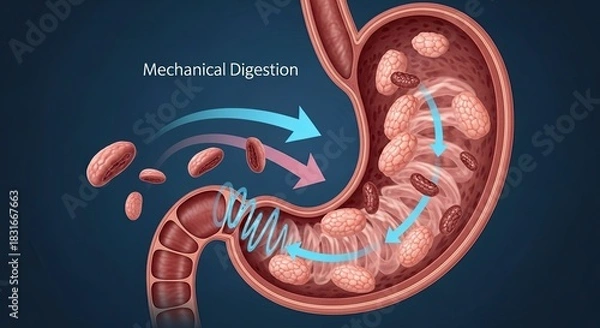 Obraz Mechanical Digestion Process in Human Stomach and Intestines.