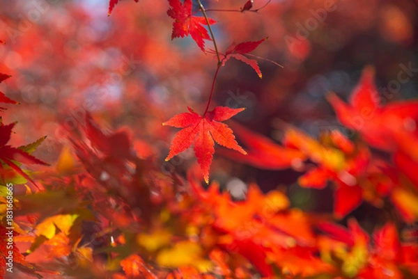 Obraz 赤色に染まった紅葉の葉