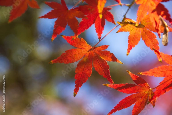 Obraz 赤色に染まった紅葉の葉