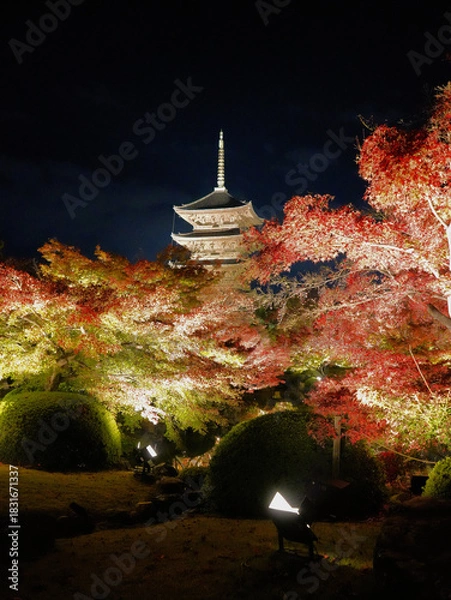 Fototapeta 紅葉した木々越しにライトアップで浮かび上がる京都・東寺の五重塔を見る