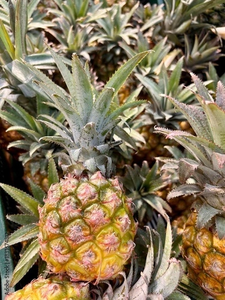 Obraz pineapple