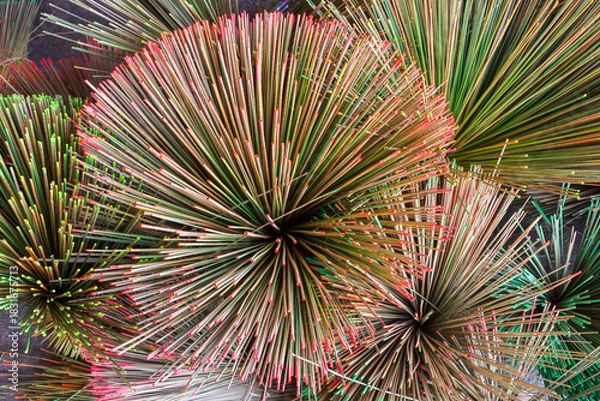 Obraz Krajood trees that are dry