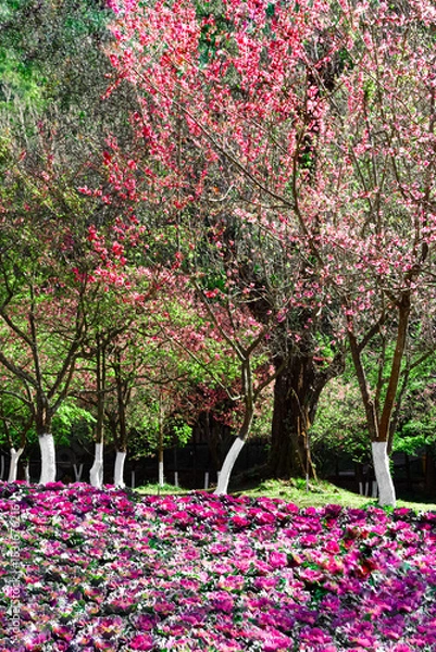 Obraz Beautiful pink flower and cherry blossoms