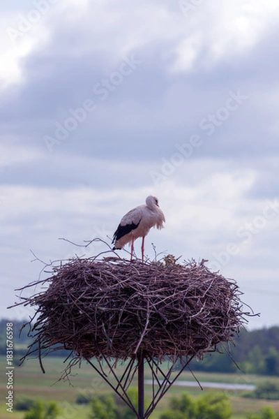Obraz Bociany w gnieździe na słupie elektrycznym na tle pól i łąk.	
