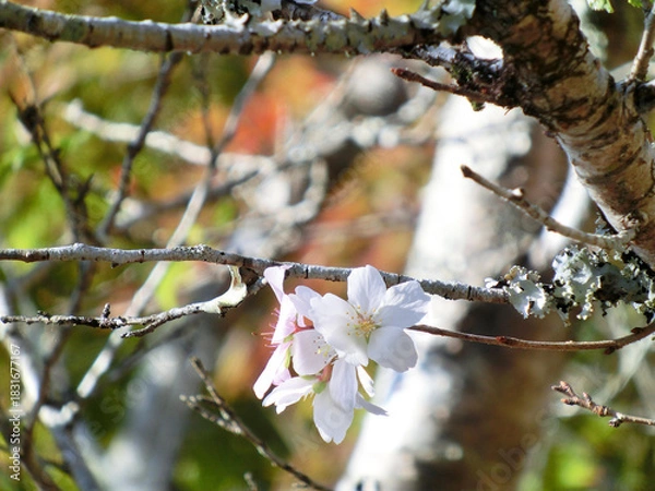 Fototapeta 白色がかわいいフユザクラのクローズアップ