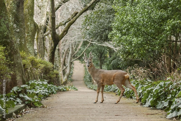 Obraz 산책로에서 만난 수컷 노루