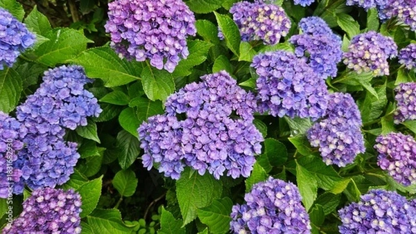 Obraz Purple and Blue Hydrangeas in Bloom