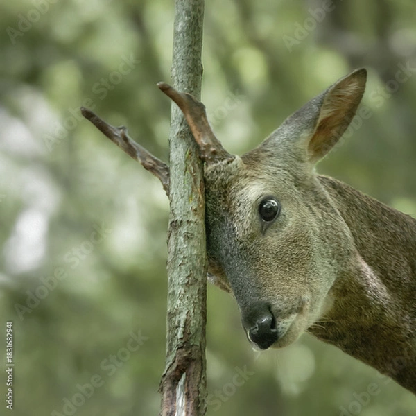 Obraz 가려운 수컷 노루