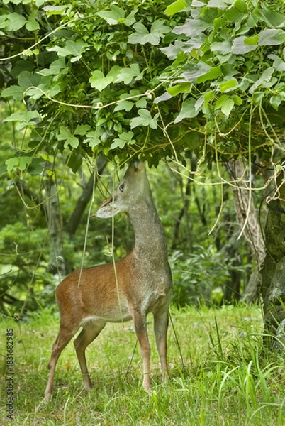 Obraz 자연을 먹는 수컷 노루