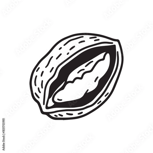 Fototapeta Single Pecan Nut Half Cut Open Showing the Edible Kernel Inside.