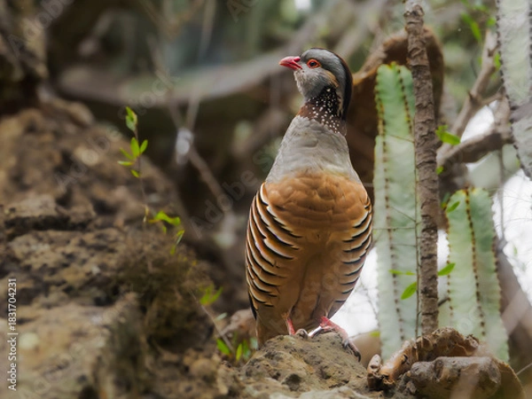 Fototapeta Red-legged partridge perched on a rocky slope in Tenerife