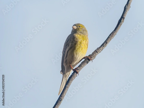 Fototapeta Atlantic canary perched on a branch