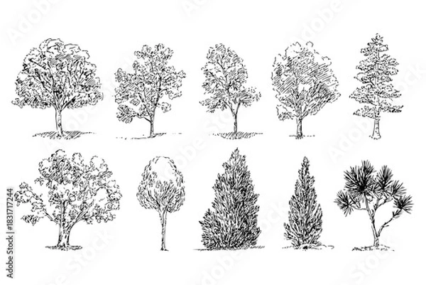 Fototapeta Set of hand drawn trees. Trees drawn in sketch style, isolated. Collection of different plants in silhouette for design.
