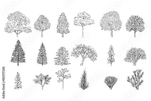 Fototapeta Collection of hand drawn trees. Trees and bushes drawn in sketch style, isolated. Set of different plants silhouette.
