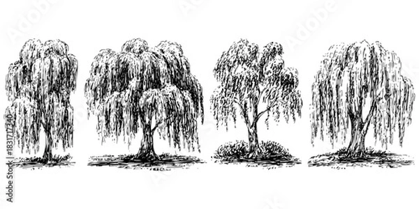 Fototapeta Collection featuring weeping willow trees illustrations of elegant foliage in various forms sketch art design for nature. Willow tree design drawing.
