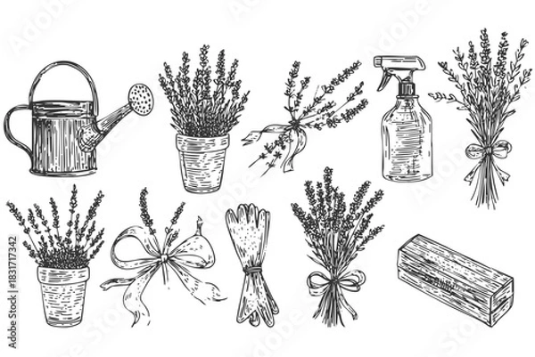 Fototapeta Hand drawn sketch of lavender. Lavender and garden accessories on the isolated background. Set of different garden illustrations.