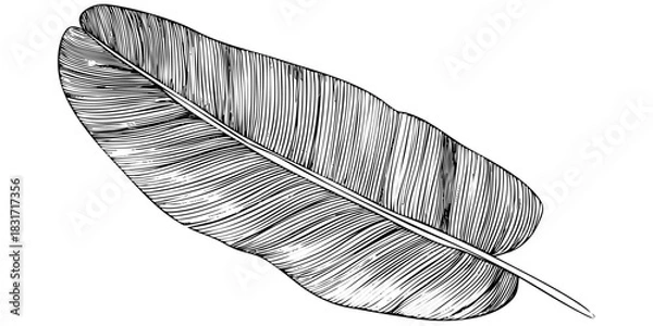 Fototapeta Single banana leaf with prominent venation and a focus on texture sketch art. Tropical flora botanical illustration drawing design element