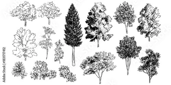 Fototapeta Varied tree species from different species in hand drawn illustration. Black and white trees composition of forest diverse foliage sketch art.