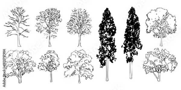 Fototapeta Set of tree illustration drawings, tree sketch, trees graphic, trees silhouette. Different types isolated on a white background vector graphic design.
