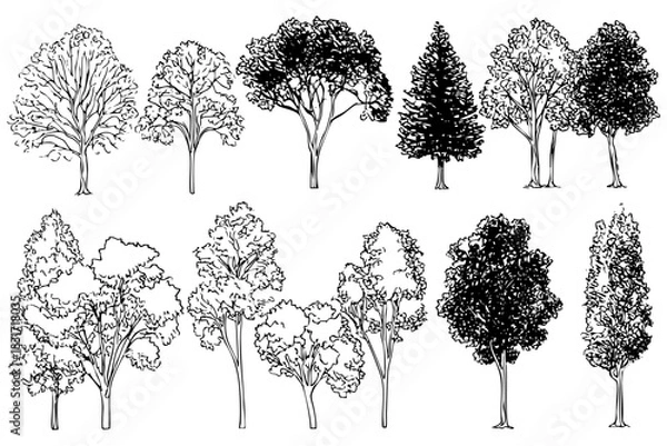 Fototapeta Diverse set of trees vector design drawing, tree illustration, tree sketch, trees graphic, trees silhouette of different tree types in nature.