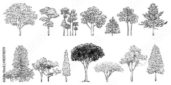 Fototapeta Collection of hand drawn trees sketch of nature trees and parks trees on white background botanical landscape drawing