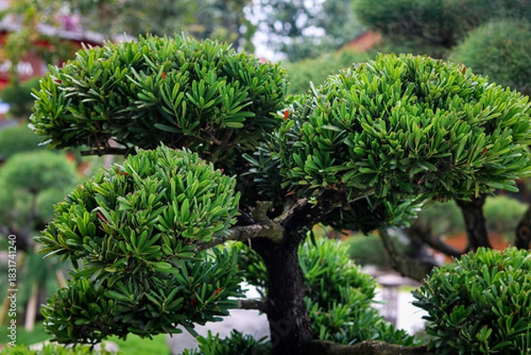 Fototapeta A view of a meticulously manicured Podocarpus or evergreen shrub, shaped into a stunning topiary or large bonsai.