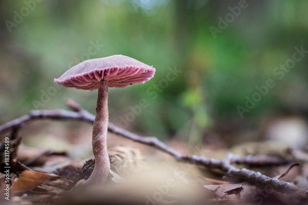 Obraz Beautiful poisonous mushrooms in the forest. Mushrooms in the grass. Autumn season.