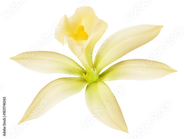Obraz Vanilla orchid flower on white background. File contains clipping paths.