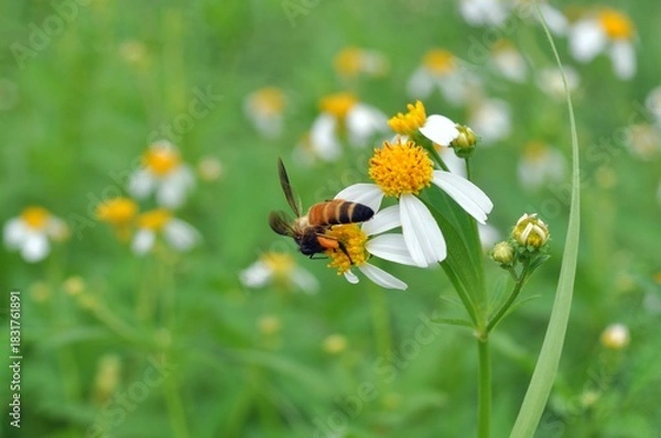 Obraz bee on a flower