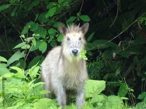 Obraz ニホンカモシカ
