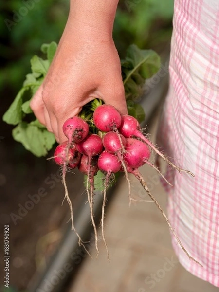 Obraz Woman hand holding a bunch of radishes. Close-up