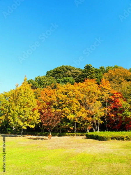Fototapeta 初冬の公園風景