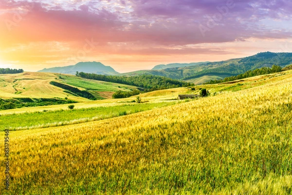 Fototapeta Scenic view at beautiful summer sunset in a wheaten shiny field with golden wheat and sun rays, deep blue cloudy sky and road, rows leading far away, valley landscape