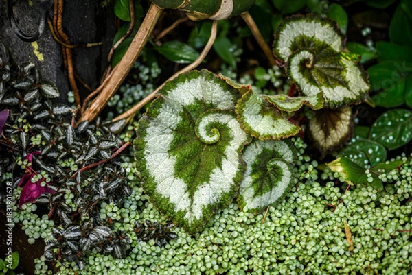 Fototapeta Beautiful begonia with spiral pattern in the garden