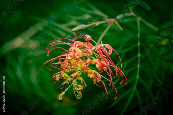 Fototapeta Tropical unusual flower with curled petals
