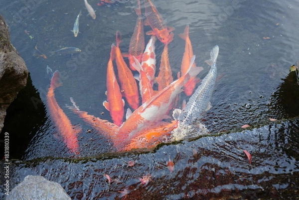 Obraz 京都 秋の紅葉の季節の城南宮の風景